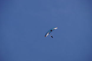 开云体育app注册-全国青少年水上滑翔锦标赛天津盛大开幕，水上滑翔机价格